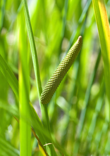 250 SWEET FLAG GRASS Wetland Pond Acorus Calamus Ornamental Seeds